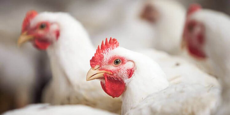 Custos de produção de frangos de corte e de suínos acumulam alta de mais de 48% nos últimos 12 meses