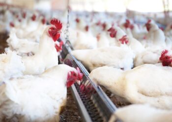 Estado de Goiás registra recorde no abate de frangos no ano de 2020