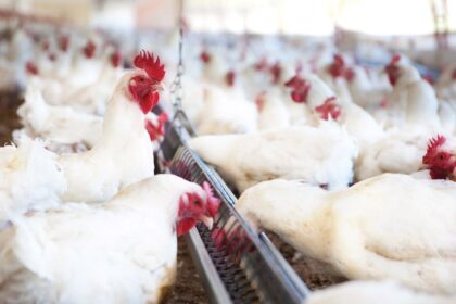 Frango: valor da carne permanece alta em abril de 2022