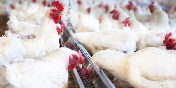 Alta no preço do boi faz mercado interno alavancar crescimento da avicultura
