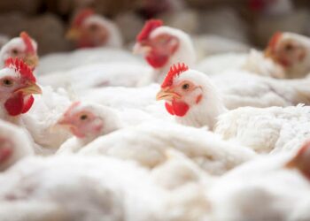 Frango: relação de troca entre frango vivo e milho é a menor desde julho/20