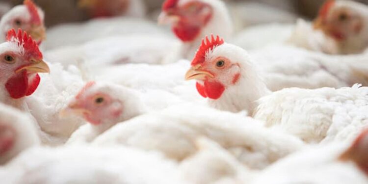 Entre janeiro e agosto, volume de frango inteiro exportado recuou 2,68%, preço médio aumentou 21,29%