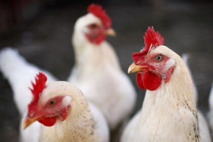 Frango: preços oscilam entre o primeiro e o segundo semestre de 2018