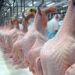Embarques de carne de frango in natura tendem às 350 mil toneladas em julho