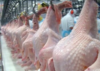 EUA fecham 1º quadrimestre com aumento de 2,87% na exportação de carne de frango