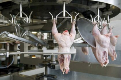 Frango: Brasil puxou queda de preço da carne em janeiro, apontam FAO