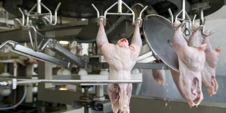 Frango: carne volta a se valorizar neste início de junho