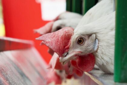 Frango: competitividade da carne pode seguir elevada