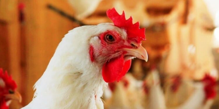 Falso ganho do frango vivo está concentrado no 1º semestre de 2020