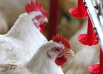 IBGE: abate inspecionado de frango recuou 0,71% em 2018