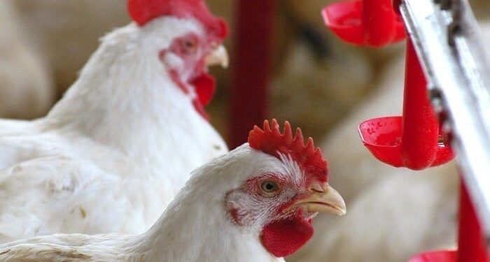 Carne de frango inspecionada: veja produção por UF no ano de 2019