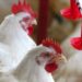 IBGE: abate inspecionado de frango recuou 0,71% em 2018