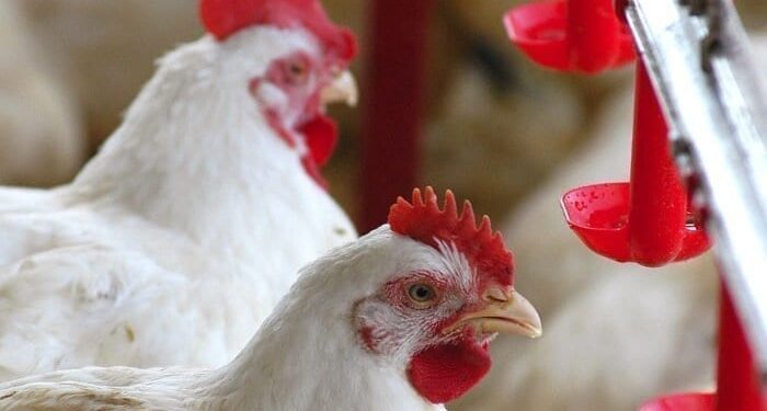 Em 2019 frango pode se tornar o 3º principal produto da agropecuária brasileira