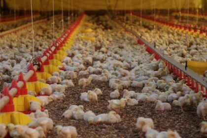 Frango: preço da carne bate recorde em 2021