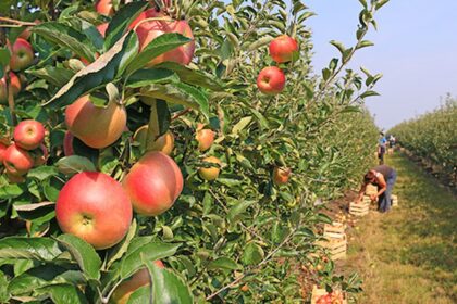 Em SC, Secretaria de Agricultura investirá R$ 1 milhão para proteger do granizo a fruticultura