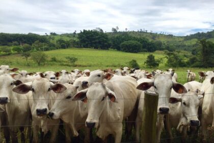 Números de animais confinados em Mato Grosso chega a 606 mil