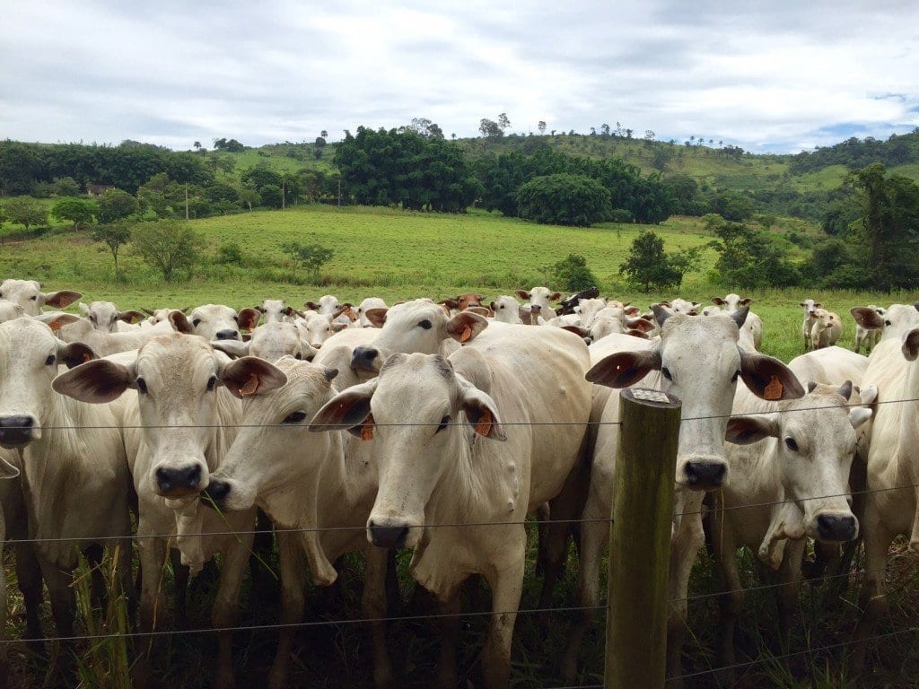 Números de animais confinados em Mato Grosso chega a 606 mil
