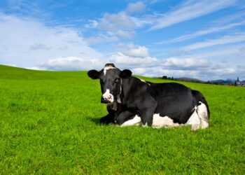 Produção, sanidade e reprodução das vacas leiteiras em equilíbrio