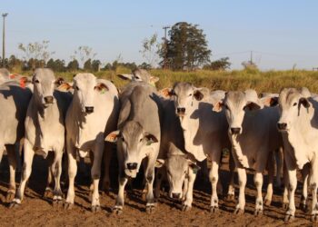 No mercado do boi, exportações de carne bovina estão em alta