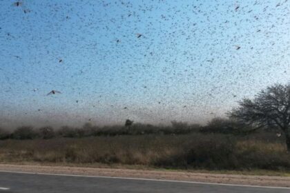 Em Santa Catarina, governo monitora nuvem de gafanhotos na Argentina