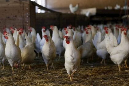 Você sabe quando as galinhas começam a botar ovos? Confira!