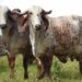 Vale a pena investir em gado leiteiro da raça Girolando?