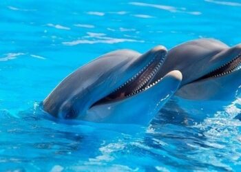 Você sabia que os golfinhos têm traços de personalidade semelhantes aos humanos