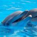 Você sabia que os golfinhos têm traços de personalidade semelhantes aos humanos