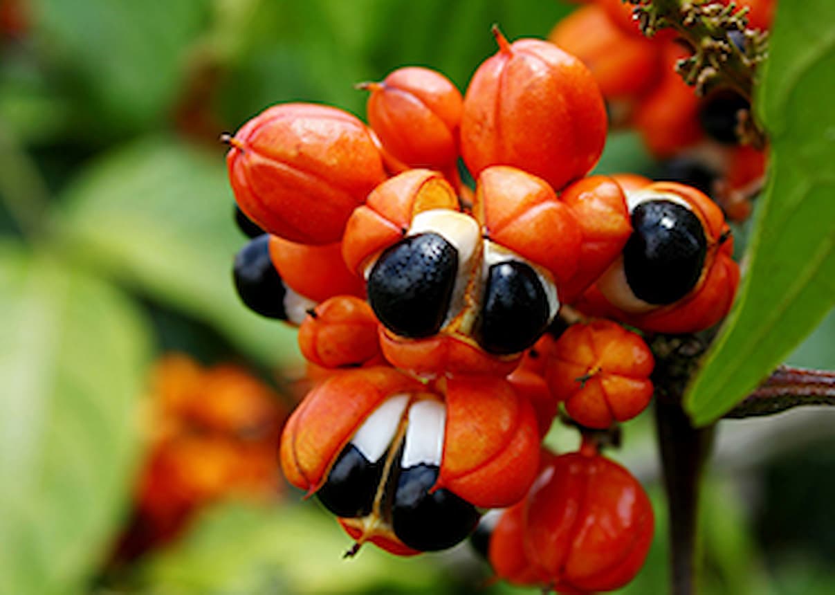 Estudo seleciona genótipos de guaraná com maior potencial energético e antioxidante