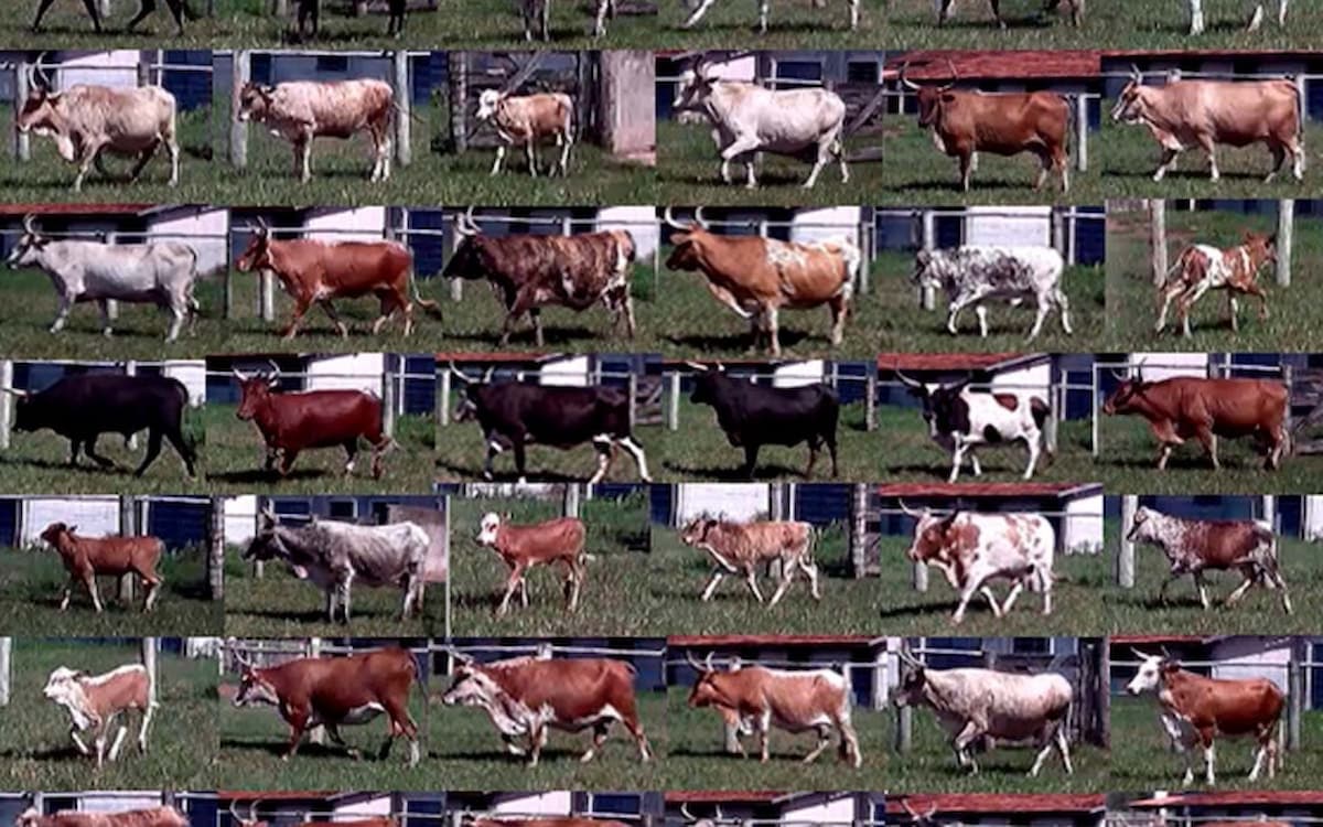 Sistema pantaneiro que permite a identificação de bovinos por imagem recebe diversas premiações