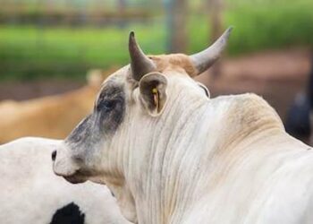Mosca-do-chifre causa estresse e desconforto no gado, afetando diretamente a produtividade das fazendas