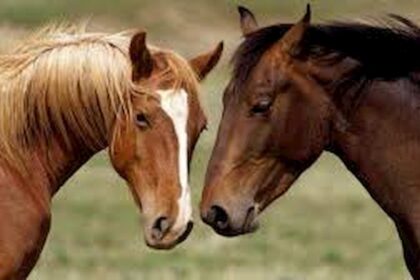 Cuidados essenciais com os equinos durante o inverno