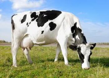 Seguro rural para pecuária de leite e de corte será avaliado em videoconferência