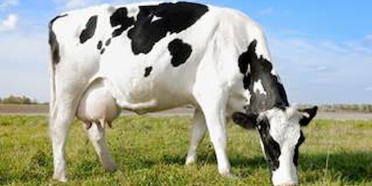 Margem de lucro de produtores de leite diminuiu