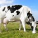 Pecuária leiteira pode ser mais sustentável e produtiva com suplementação