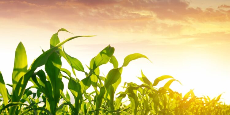 Nota de Esclarecimento: Alterações no Zoneamento Agrícola de Risco Climático da cultura do milho 2ª safra