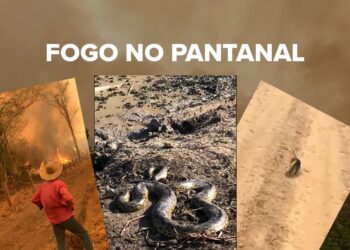 Fogo no Pantanal: Vídeo mostra animais mortos e outros fugindo do incêndio