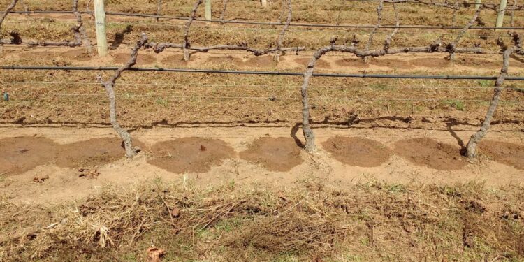 Irrigação no Brasil: necessidade e opção estratégica