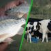 Isenção de PIS/Pasep e Cofins para ração de gado e peixe é aprovada por Comissão