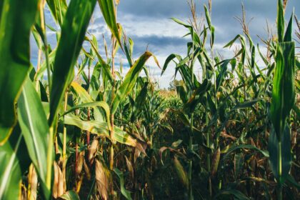 O Imea divulgou o acompanhamento da comercialização de milho em Mato Grosso, confira: