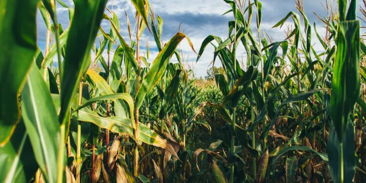 Colheita de milho de verão 2020/21 atinge 96,6% no Brasil, analisa Safras