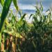 Contratos futuros de milho, precificação regional e gestão de riscos