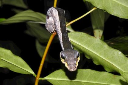 Incrível! Esta lagarta se "transforma" em cobra