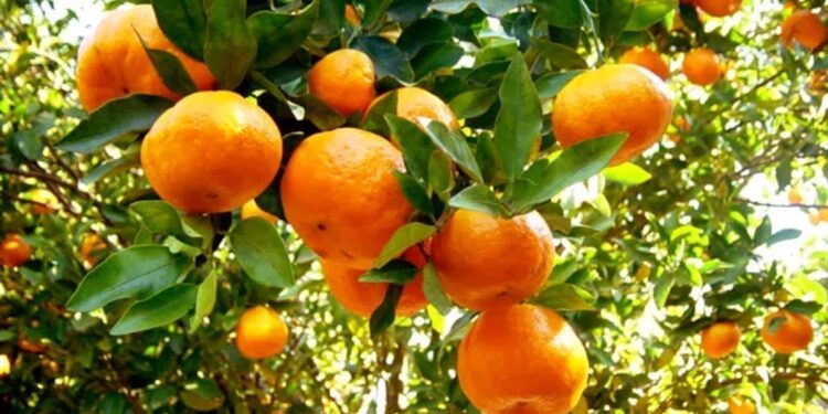 Citros: baixa produção eleva cotação da laranja