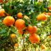 Citros: preços da laranja sobem em agosto/21