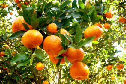 Citros: laranja pera se desvaloriza