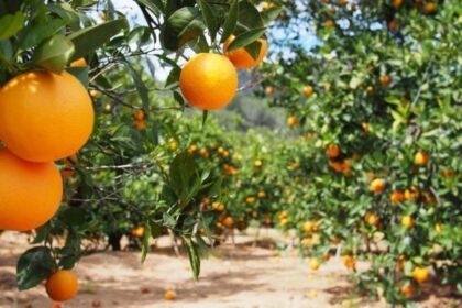 Seca afeta lavouras de laranja em SP/MG e safra deve cair 26% em 2020/21