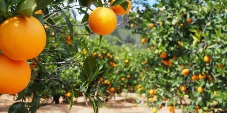 Seca afeta lavouras de laranja em SP/MG e safra deve cair 26% em 2020/21