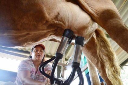 Atenção e dinâmica na ordenha influenciam na qualidade do leite