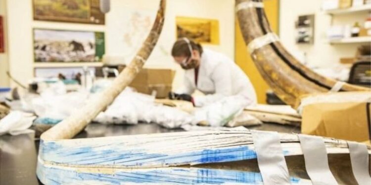 Cientistas querem ressuscitar mamute extinto para combater mudanças climáticas